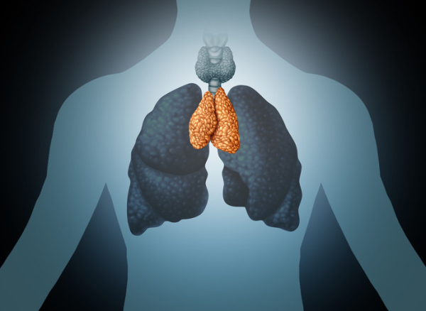 A a 3-D illustration of the chest in shades of blue shows the human thymus gland in orange between the top of the lungs