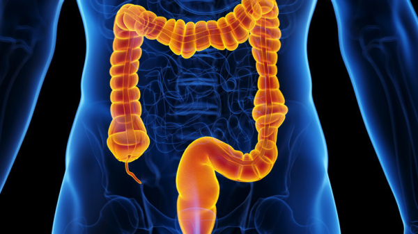 A blue 3-D illustration of the center portion of the body showing the colon in orange-red against a darker background